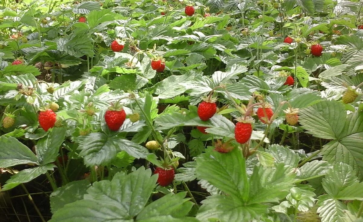 Пора земляники. Пора земляники. Земляника лесная mignonette р9. Земляника лесная уральская. Клубника свежая.