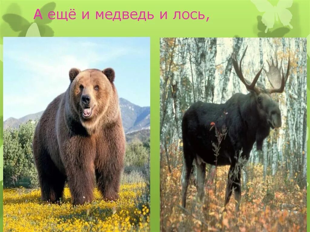 Какие отношения складываются между оленем и медведем