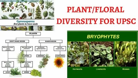 Plant diversity