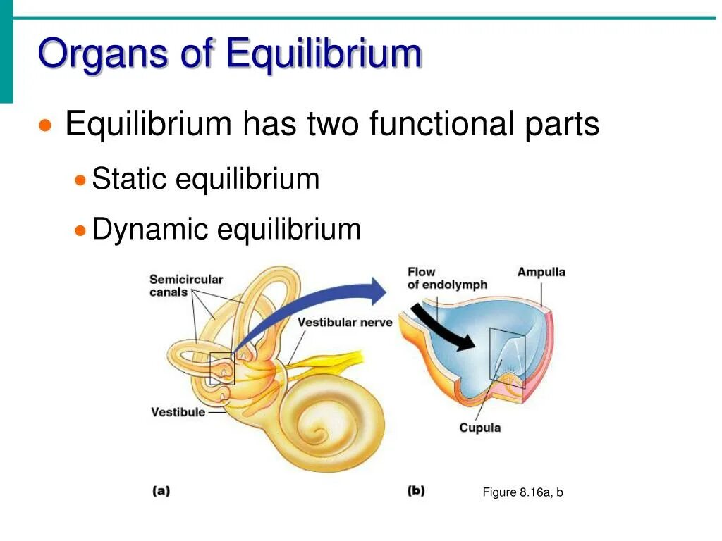 The sense of hearing. Dimensions sense of hearing book two схема. Central Organ in Health Equilibrium. Organ of hearing ფრომ ბირტჰ. Hear system