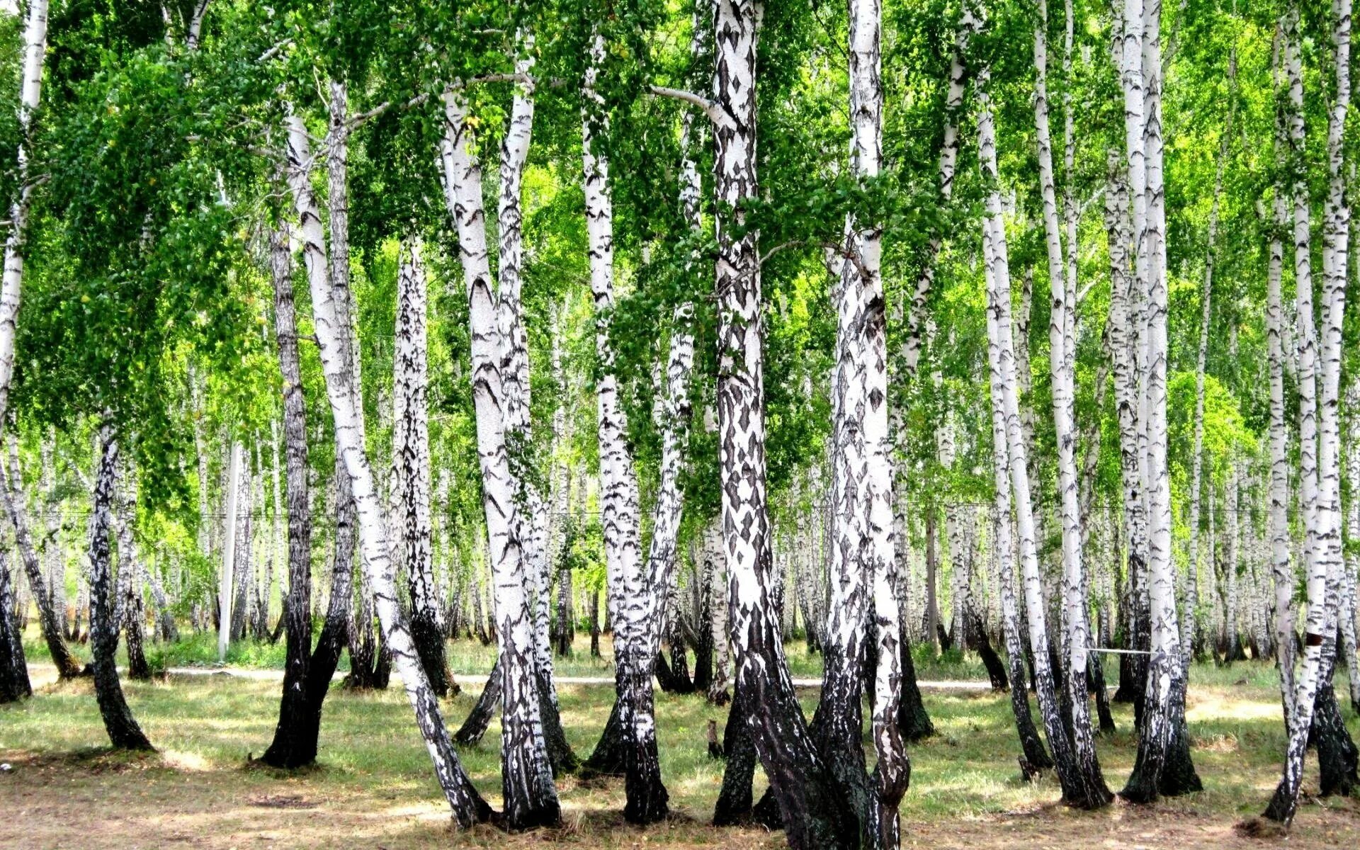 Много березок. Березовая роща Томск. Береза березовый Березняк. Березовая роща Пермь. Березняк, Березовая роща.