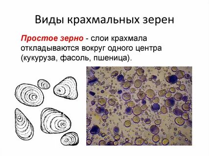 Виды крахмальных зерен