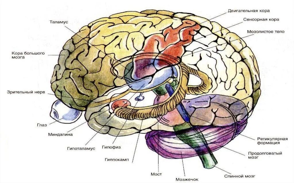 Структурно-функциональное строение мозга. Структурная организация головного мозга. Структурно функциональная организация мозга.