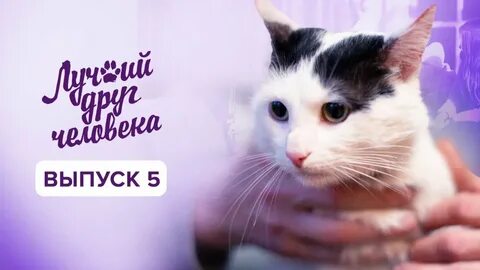 Кошечки хорошие лишнего не скажут