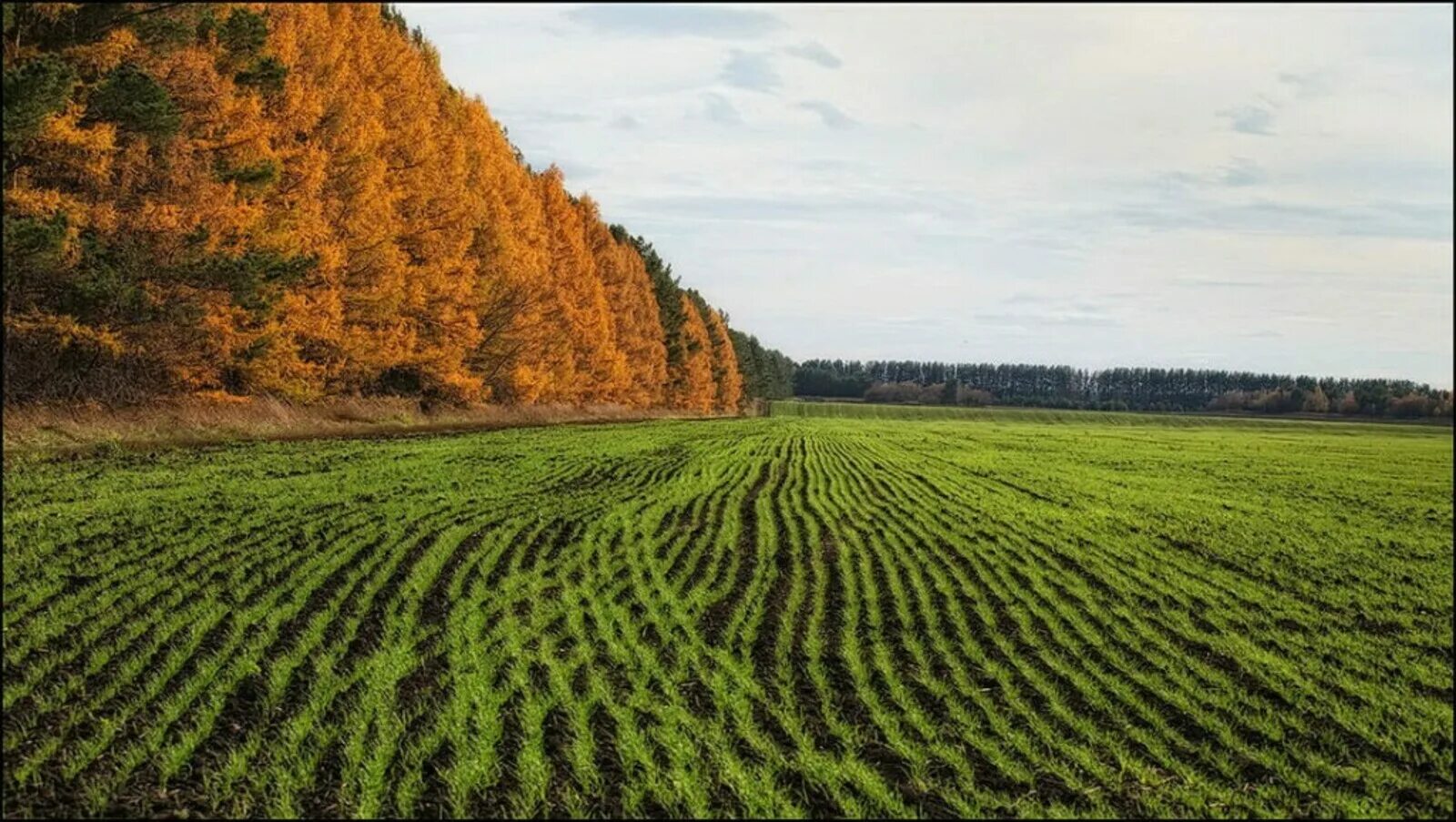 Озимые виды. Что такое оземь озимь. Озимь на полях. Озимое поле осенью. Зеленеет озимь.