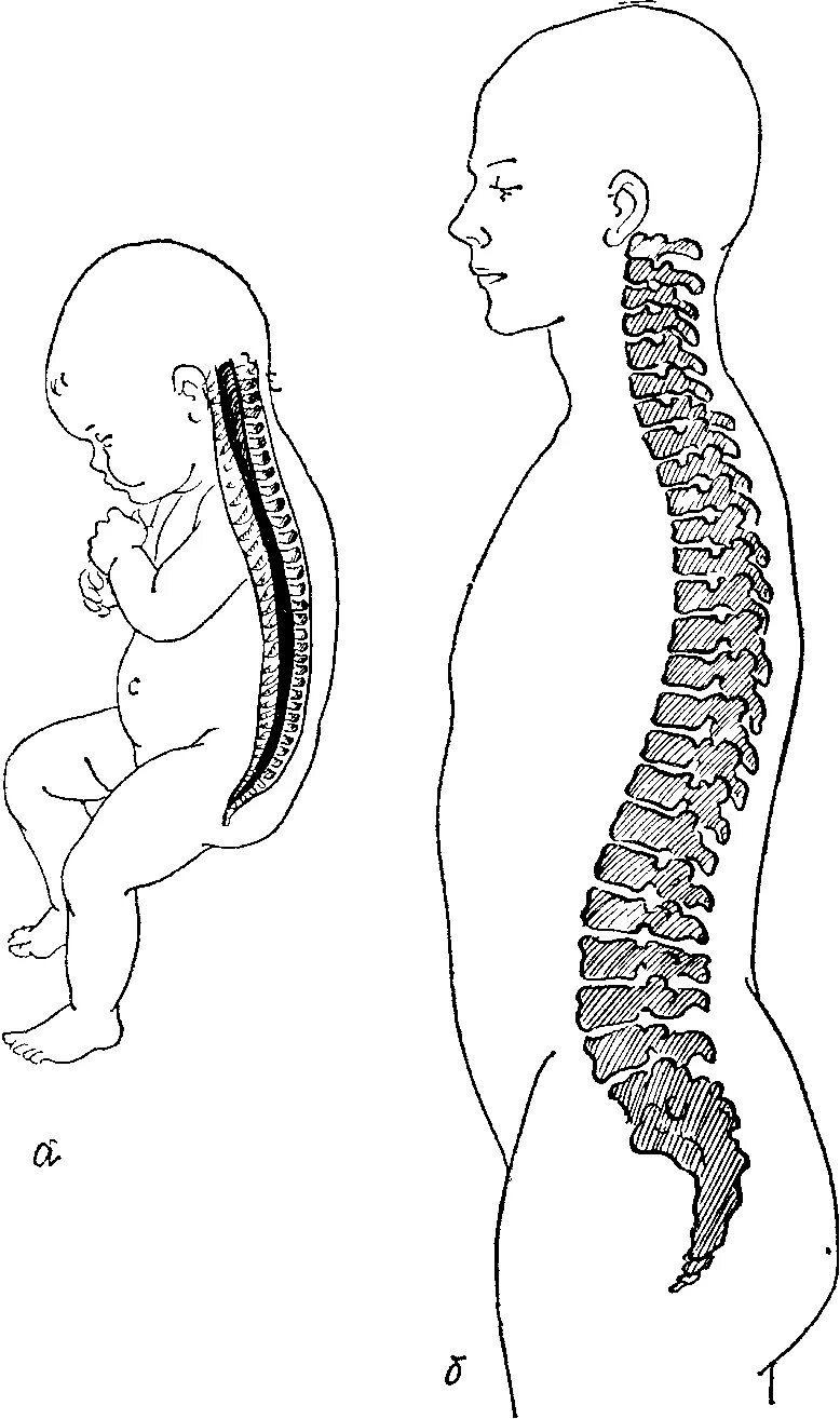 Развитие изгибов позвоночника. Формирование изгибов позвоночного столба у ребенка это. У новорожденного ребенка позвоночник имеет изгибы. Позвоночный столб кифоз. Афо позвоночника новорожденного.