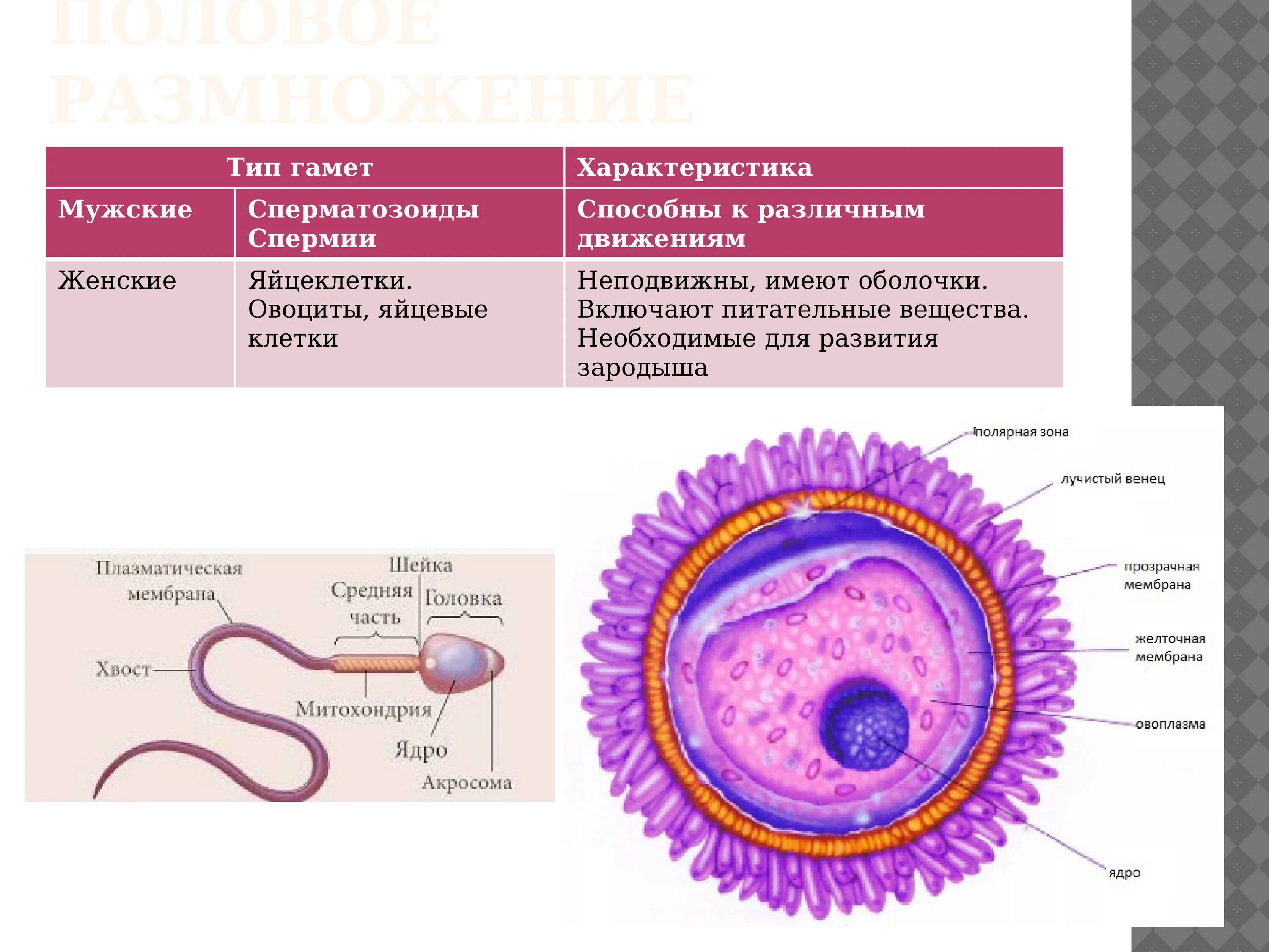 Название женской половой клетки. Строение яйцеклетки биология 10. Таблица строение половых клеток яйцеклетка сперматозоид. Строение сперматозоида и яйцеклетки таблица. Характеристика половых клеток сперматозоид.