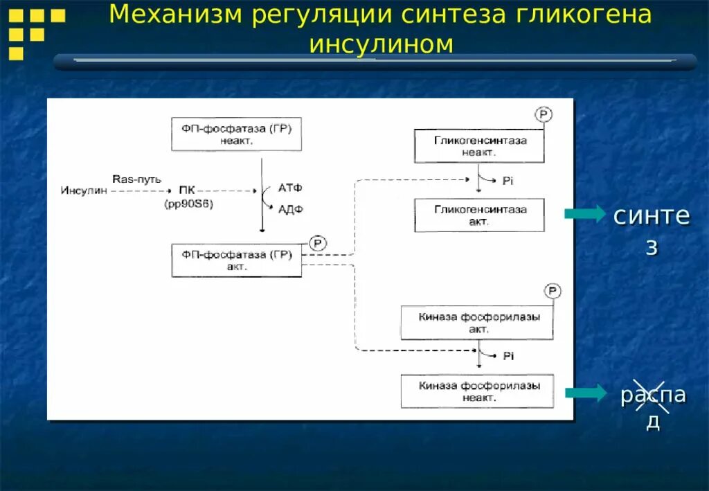 Стимулирует синтез гликогена в печени. Гормоны регулирующие Синтез гликогена. Механизм регуляции синтеза гликогена. Гормональная регуляция синтеза гликогена. Регуляция синтеза и распада гликогена.