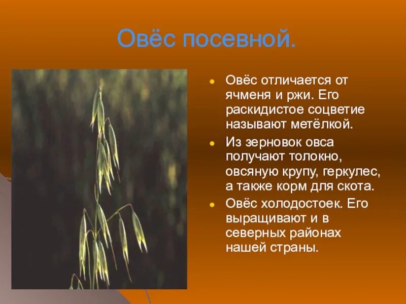 Овес группа растений. Овсюг семейство. Семейство злаковые овес. Овес строение растения. Семейство злаковые овсюг.