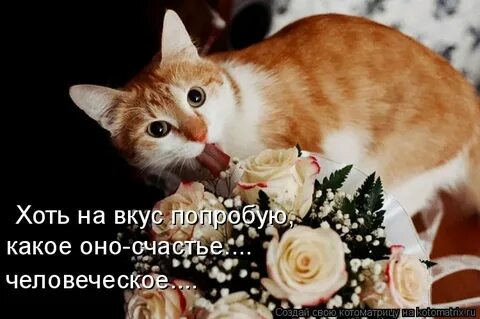Какую пробовала