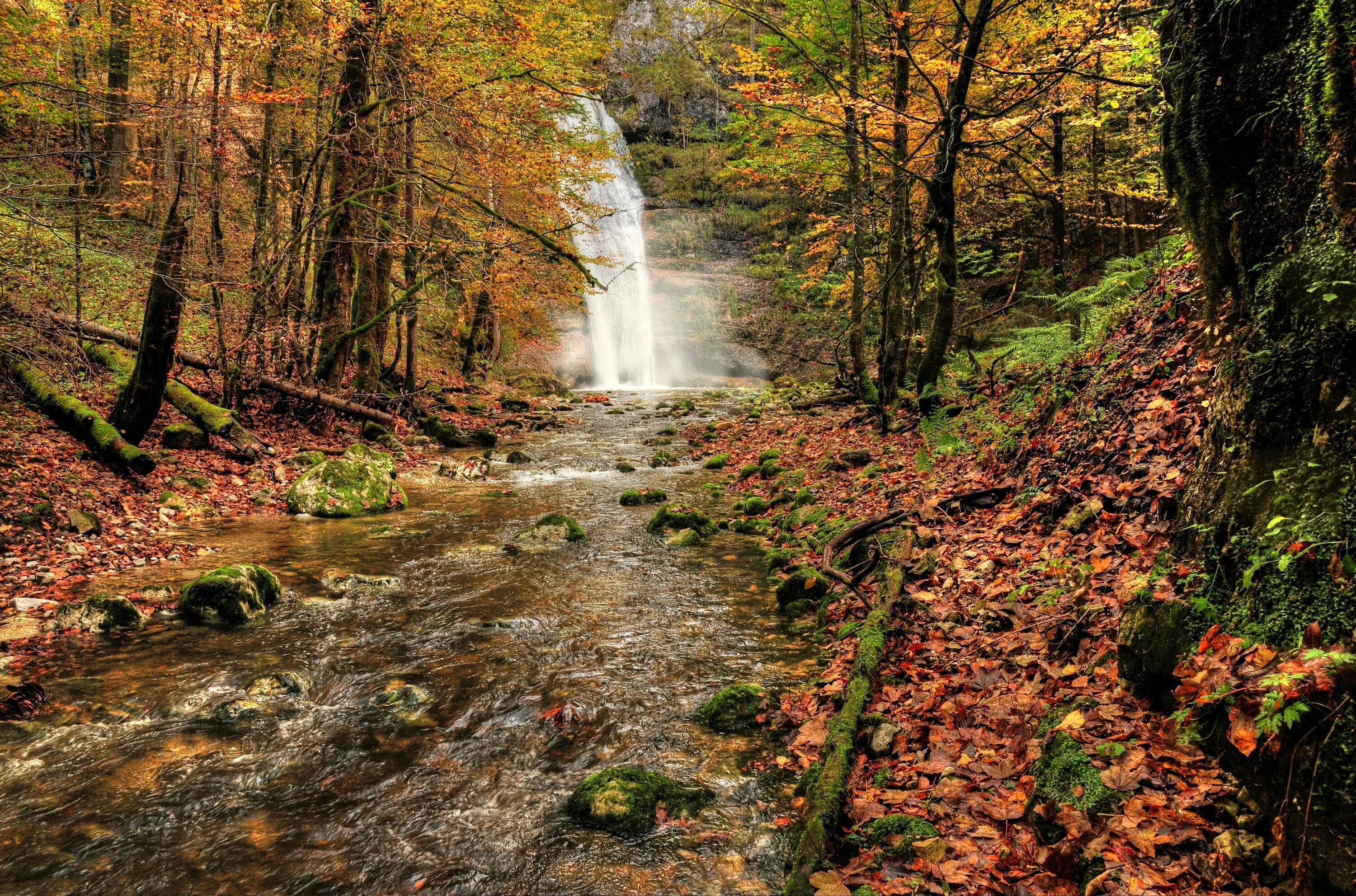 Fall forest
