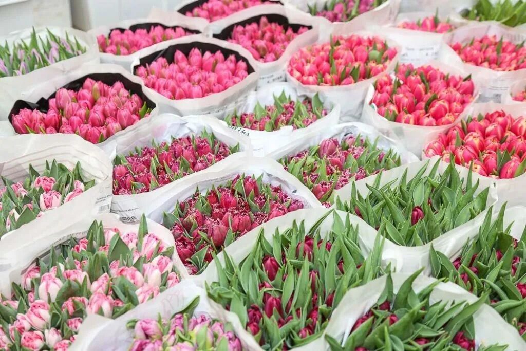 Сколько стоят тюльпаны в спб. Цветы от Мачелюка. Свежесрезанные цветы. Склад цветов. Цветочная база.