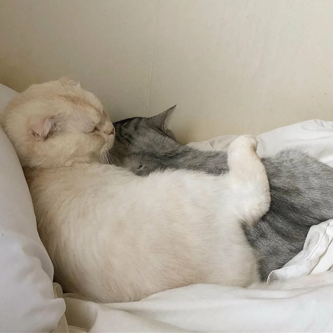 Утро спишь сладко. Спящие котята. Спокойной ночи котики. Сладких снов котик. Спокойной ночи милый котик.