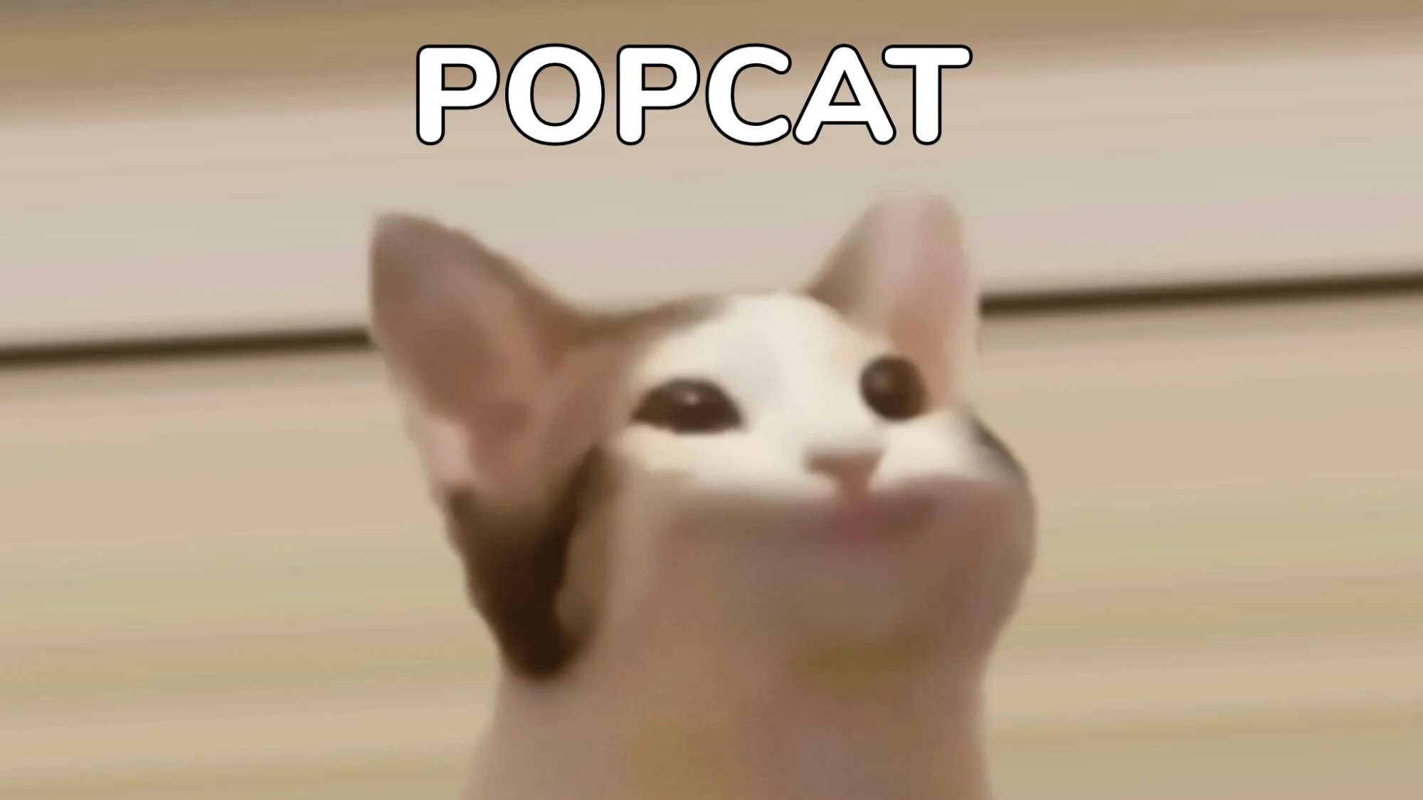 Popcat click. Pop cat. popcat фото. попкет кот.