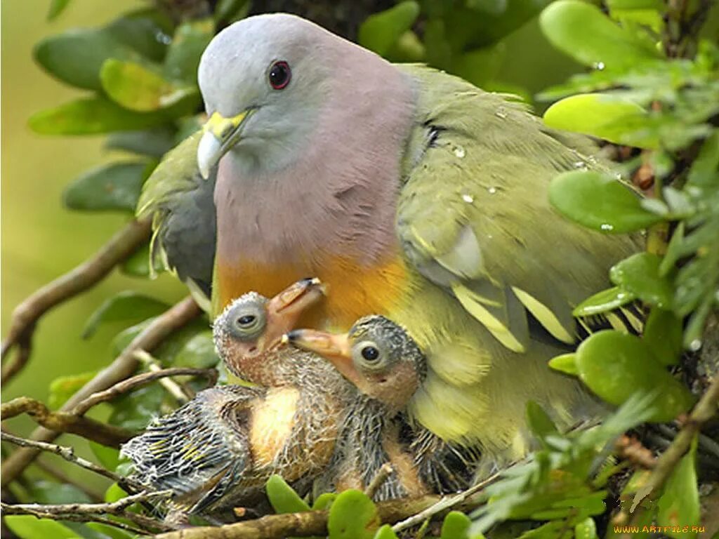Японский зеленый голубь птенцы. Горлица птица птенец. Толстоклювый зелёный голубь. Большая Горлица птенец.