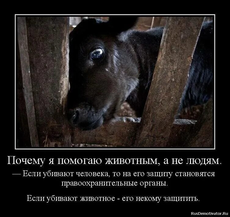 Человек это животное или нет с точки