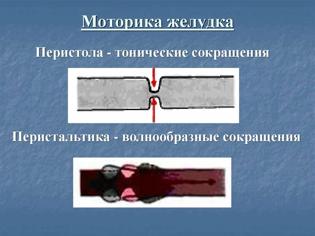Волнообразные сокращения стенок кишечника. Перистальтика это волнообразное сокращение. моторика желудка тонические сокращения. перистола и перистальтика. тонические и перистальтические сокращения.