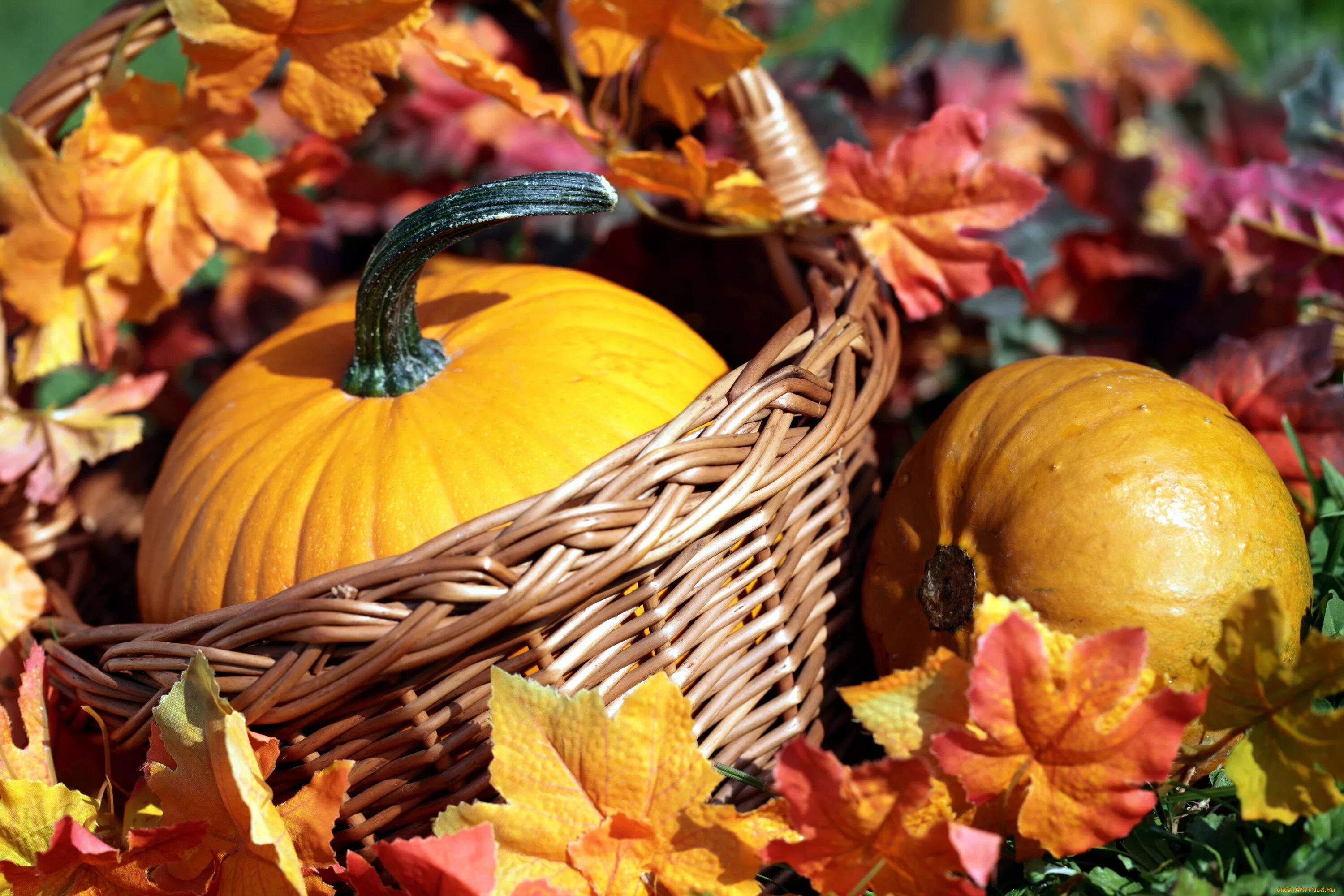 Праздник осени. Тема осенний урожай. Осенние овощи. Дары осени. Осенний урожай для детей.