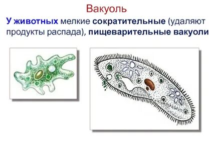 Функция пищеварительной вакуоли у амебы