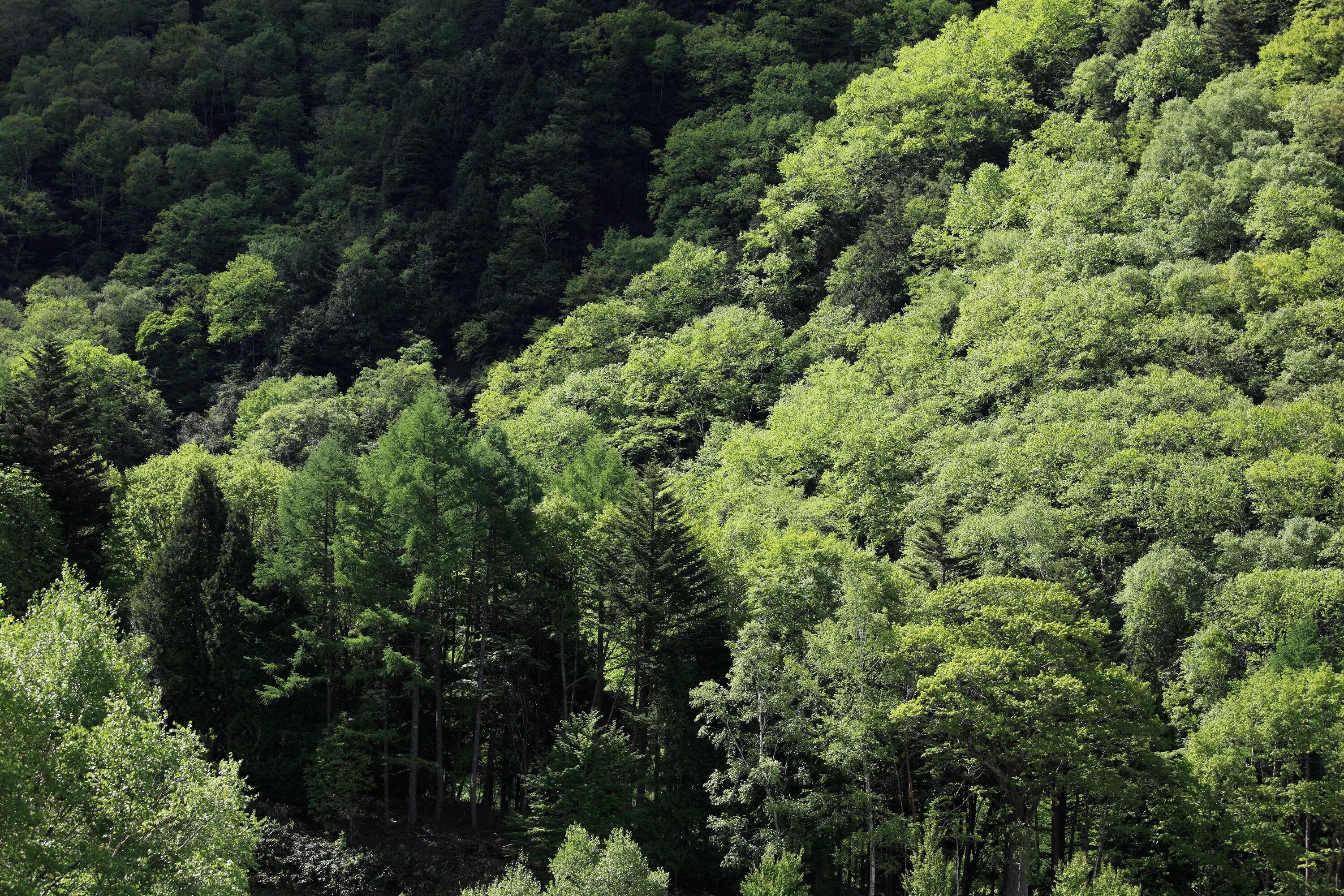 Широколиственные леса страны. Широколиственные леса Южной Кореи. Широколиственный лес в Европе. Широколиственные леса Северной Америки. Широколиственные леса Северной Кореи.
