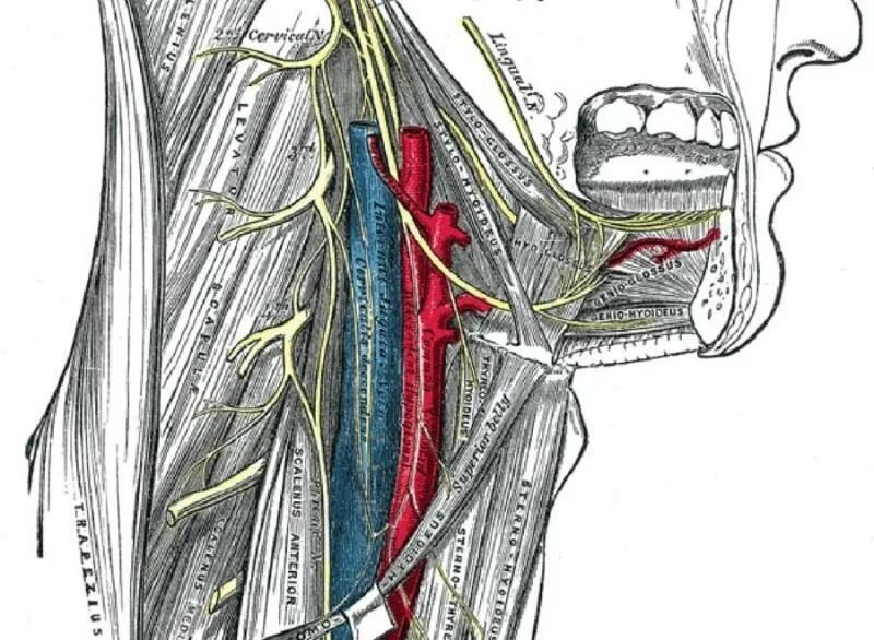 Поражение подъязычного нерва. Языкоглоточный нерв анатомия топография. Подъязычный нерв анатомия. XII пара. Подъязычный нерв (n. hypoglossus). Nervus hypoglossus иннервирует.