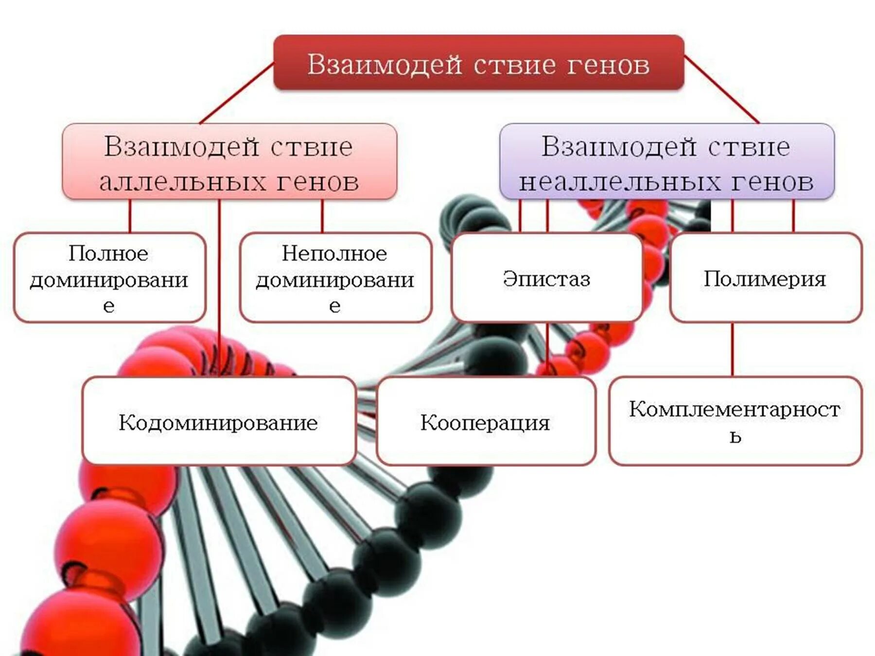 Таблица по биологии 10 класс взаимодействие генов. Аллельные и неаллельные гены взаимодействие. Взаимодействие генов презентация. Взаимодействие аллельных генов. Группа аллельных генов