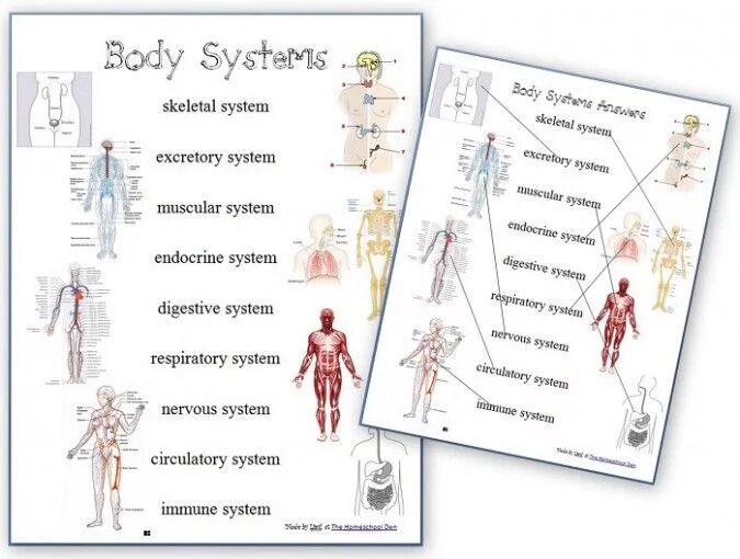 Playing the system перевод. Human body systems worksheet. human anatomy worksheets. organs of human body worksheet. human body anatomy for kids.