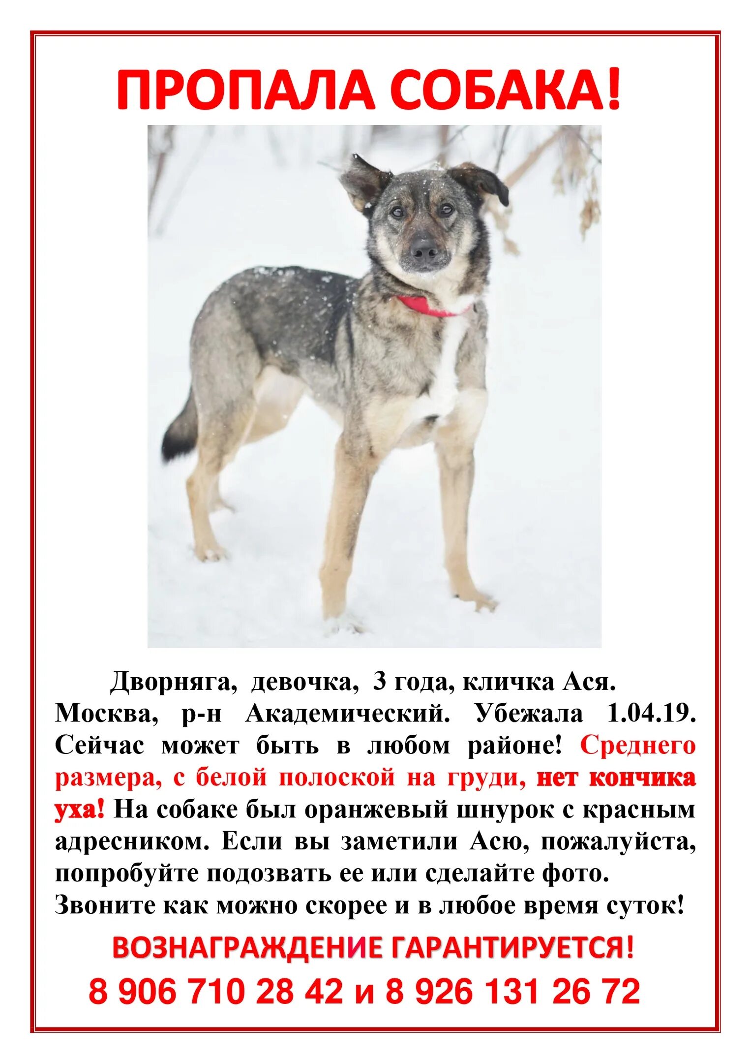 Как определить дворняжку