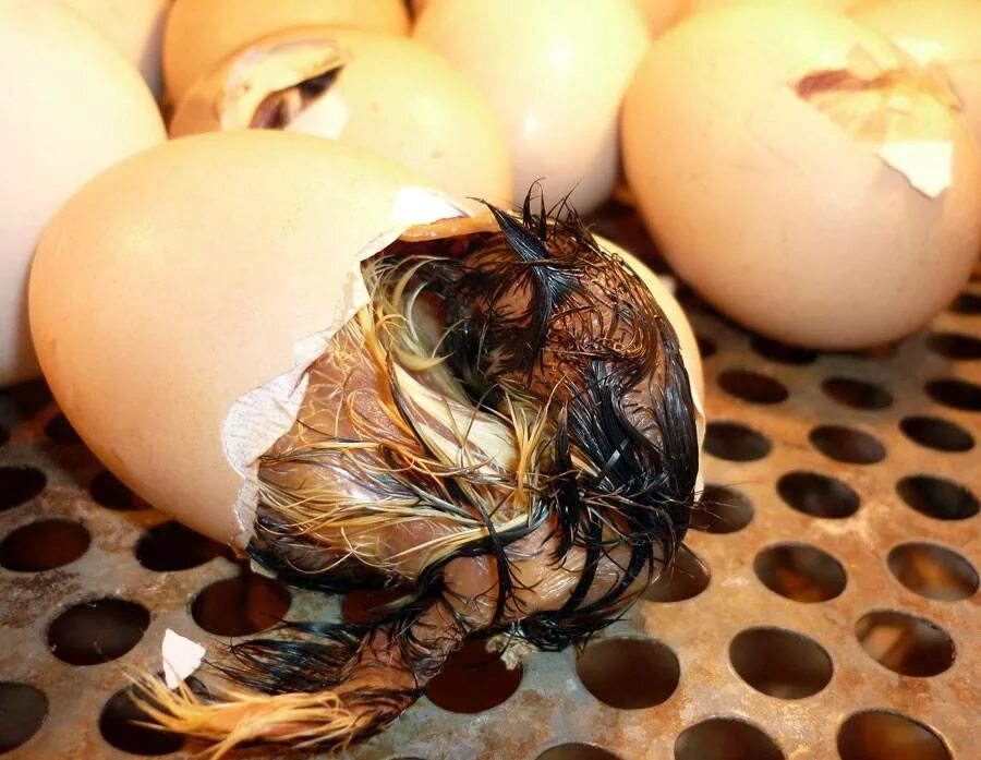 Вылупление попугаев из зеленых яиц. Вылупление цыпленка из яйца. Как ускорить вылупление. Вылупление черепашек из яиц. Цыпленок вылупляется.