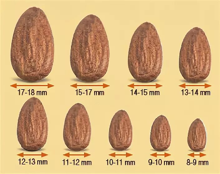 Длина миндаля. Калибр миндаля. Миндаль Размеры. Миндаль Размеры ореха. Миндаль сорта и калибры.