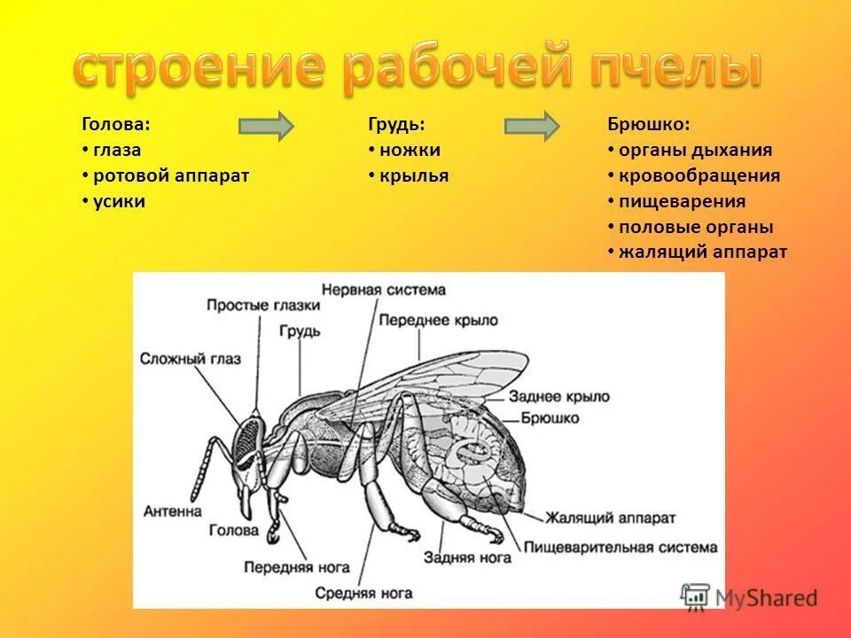 Дыхательная система пчелы схема. Строение дыхательной системы пчелы. Внутреннее строение пчелы медоносной. Ротовые органы рабочей пчелы. Окраска тела пчелы