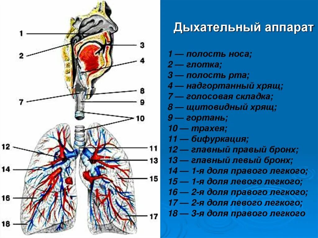 Строение системы органов дыхания человека. Строение дыхательного аппарата. Отделы дыхательной системы анатомия. Анатомические структуры органов дыхания.