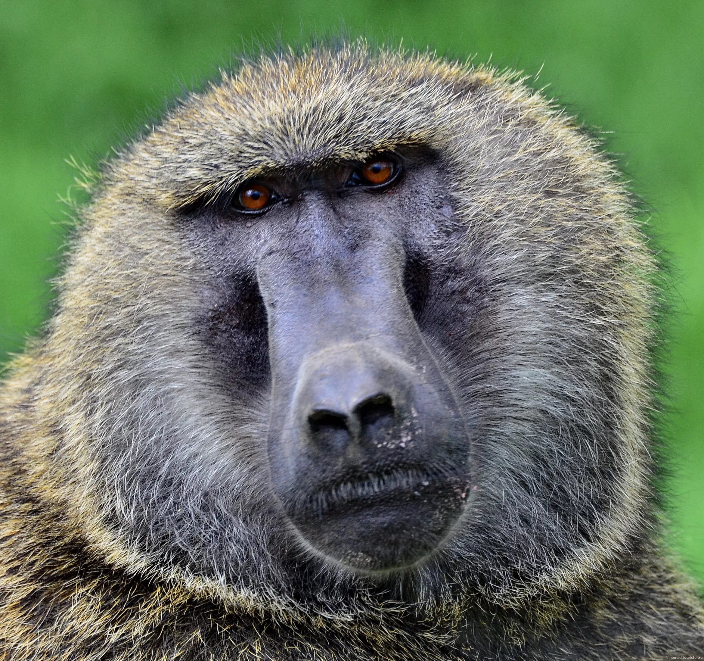 Павиан анубис. Павиан анубис. Павианы в африке. Павиан в саванне. Саванный павиан.