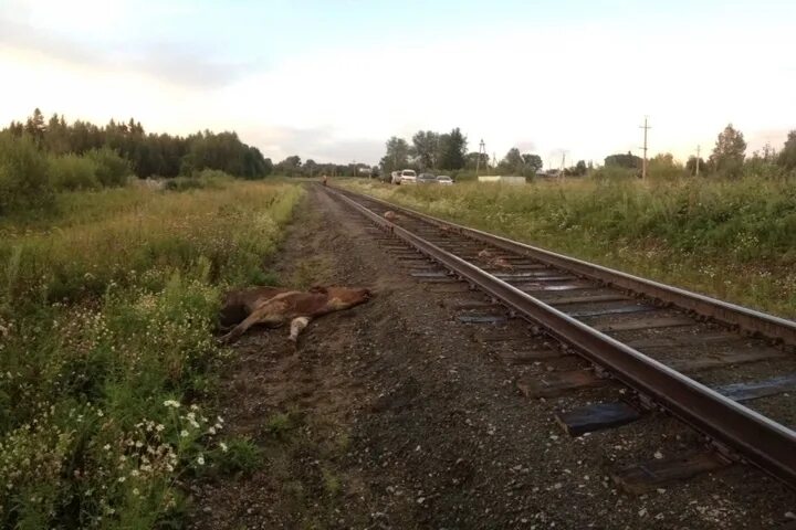 Лось железнодорожный