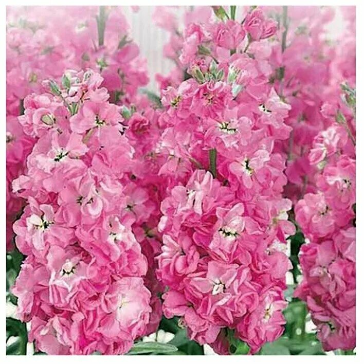 левкои цветы семена. маттиола левкой махровая. левкой (matthiola). левкой маммут. партнер семена маттиола махровая.