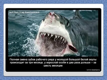 Факты о акулах