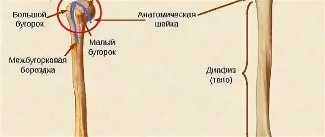 Проксимальный это