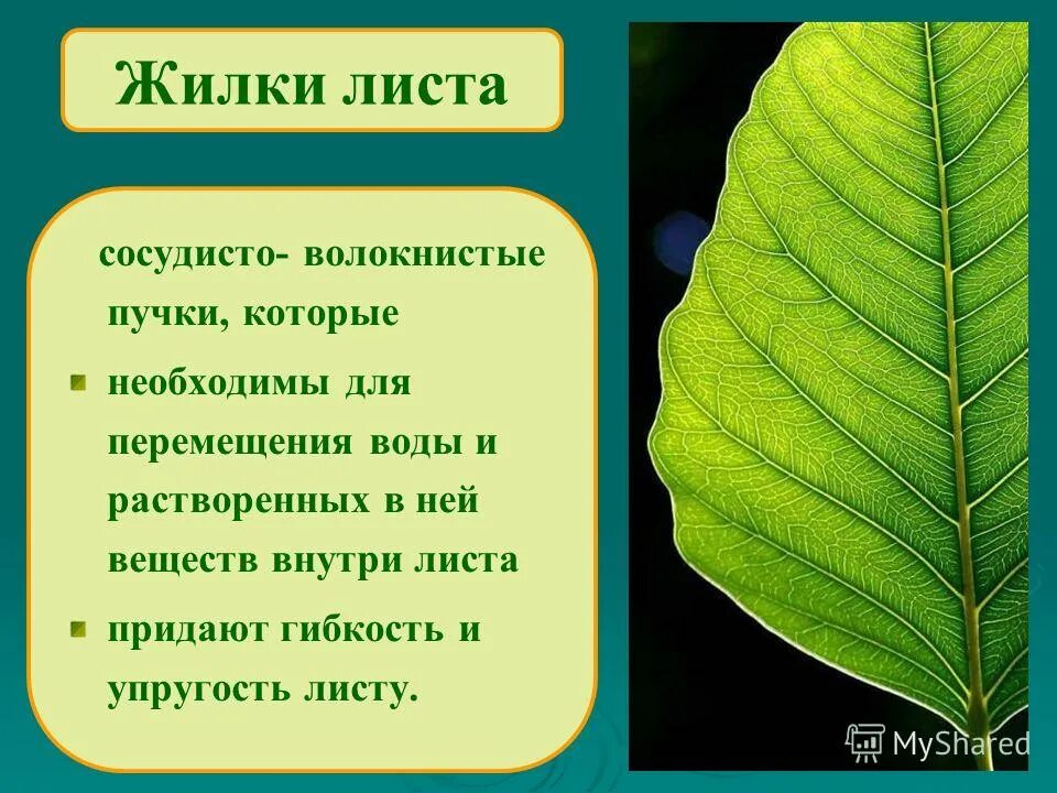 Что такое сосудистые пучки какую функцию они. Функция жилок листа биология 6 класс. Функции жилок листа 6 класс. Жилка листа.