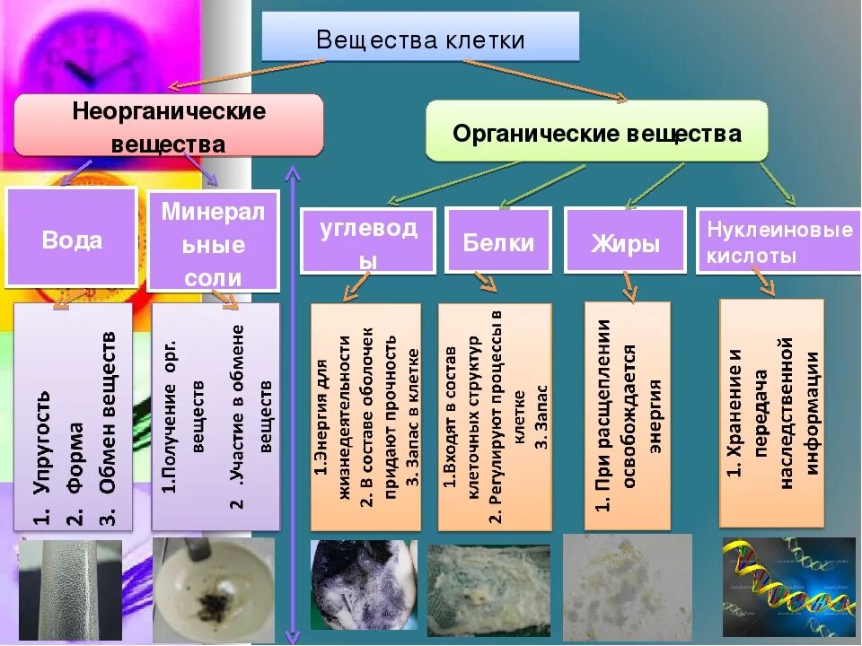 Функция органических и неорганических веществ. Таблица органические и неорганические вещества 10 класс биология. Химический состав клетки органические вещества таблица 10 класс. Таблица органические и неорганические вещества 9 класс биология. Химические вещества клетки таблица 10 класс неорганические вещества.