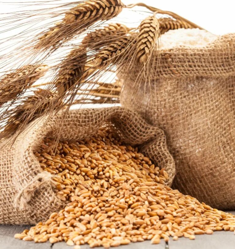 Пшеница в мешках. Зерновые корма. Реклама пшеницы. Зерно и сахар.