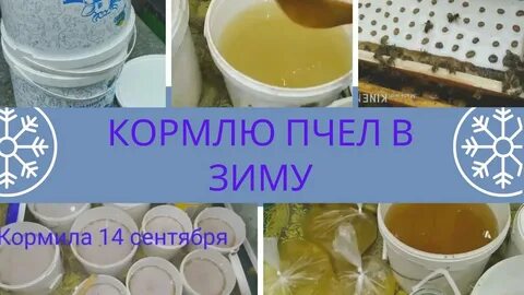Закорм пчел в зиму