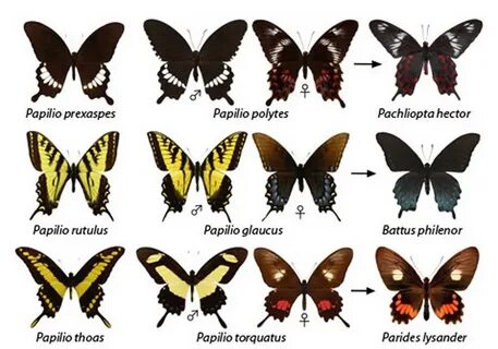 название и фото бабочек