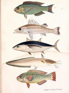 Des poissons