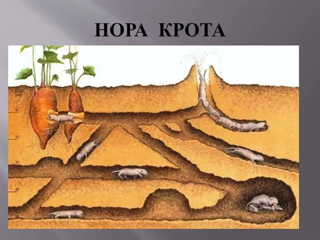Лабиринт крота