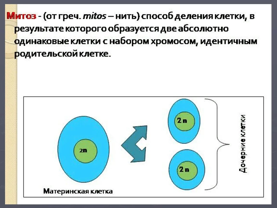 Процессы размножения и количество хромосом. Какое число хромосом получает каждая дочерняя клетка. Перед делением клетки количество