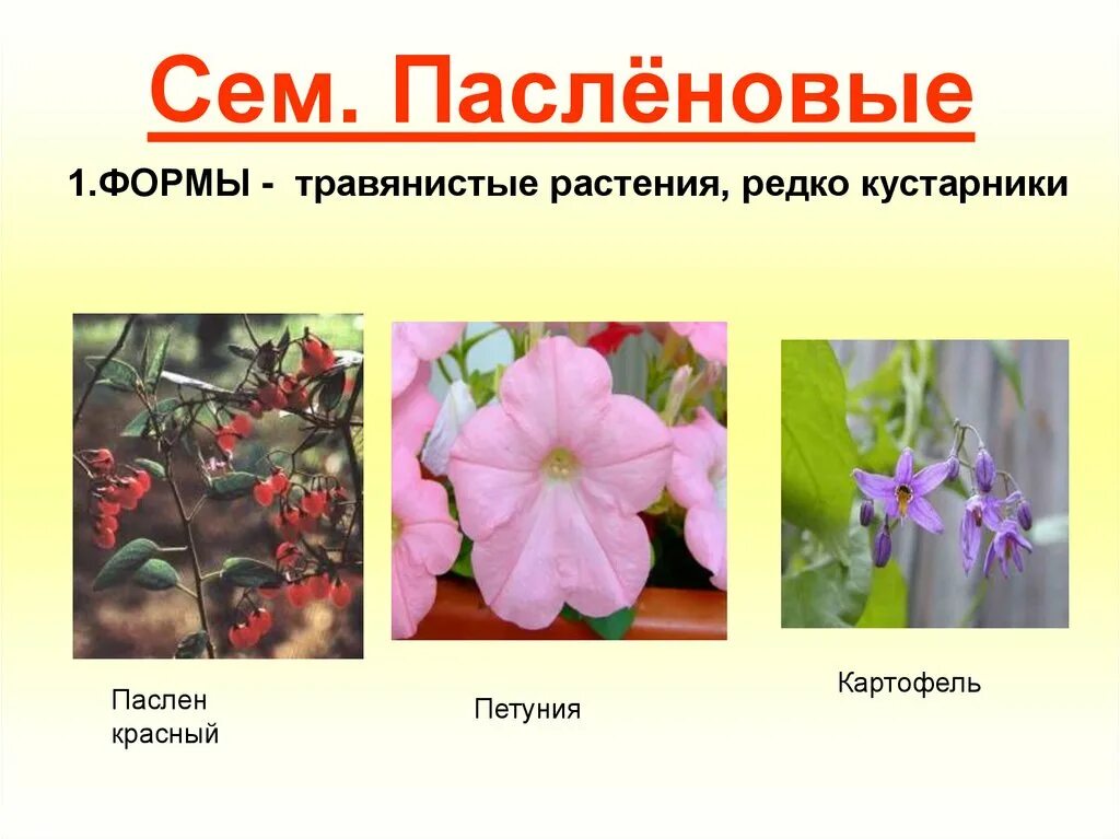 Растения семейства пасленовых ответ. Цветы растений семейства паслёновых. Пасленовые двудольные. Двудольные растения Пасленовые. Паслёновые (подсемейство).