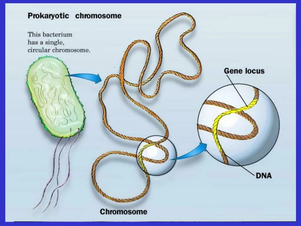 Строение хромосомы эукариотической клетки. Строение хромосомы прокариотической клетки. Строение хромосом прокариот. Хромосомы в прокариотической клетке.