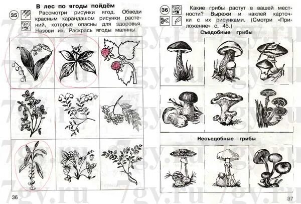 Ядовитые растения задания для детей. Ядовитые растения и грибы. Ядовитые растения. Съедобные и несъедобные грибы.. Ядовитые растения и грибы задания.