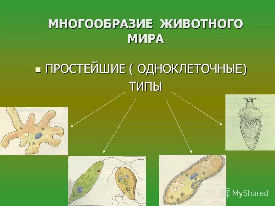 Характеристика простейших 5 класс биология. Одноклеточные животные амеба. Строение одноклеточных организмов. Функция одноклеточного животного. Характеристика одноклеточных.