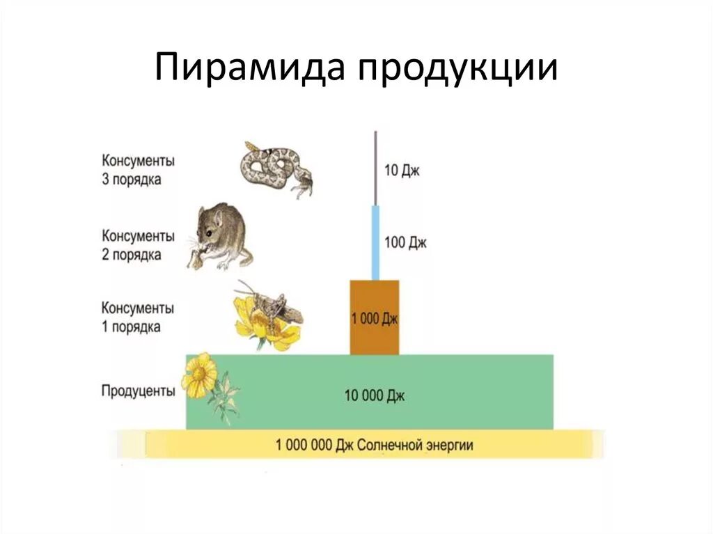 Пирамида продукции и поток энергии в экосистемах. Экологическая пирамида. Правило пирамиды продукции. Трофические уровни энергия.